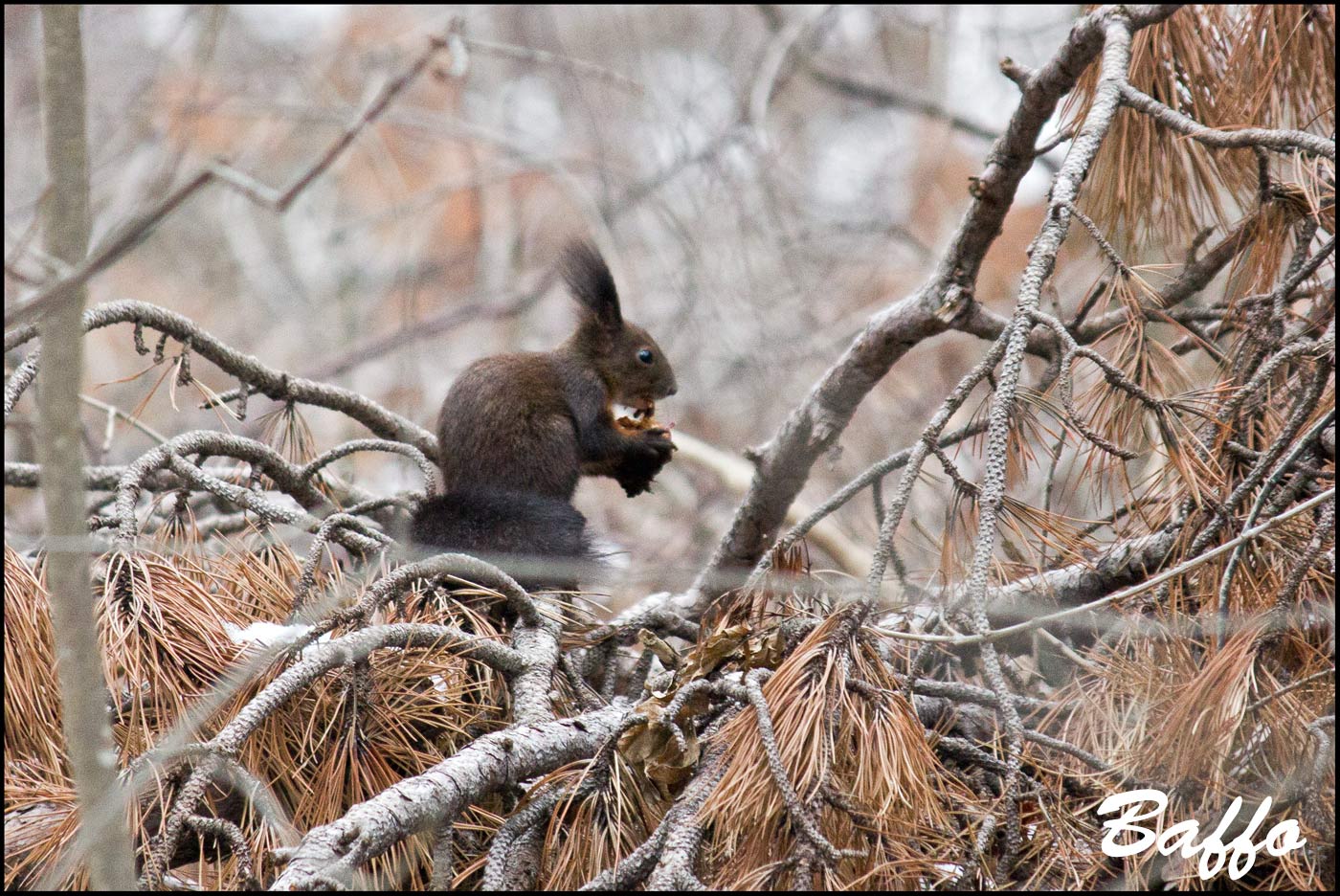 Sciurus vulgaris - Carso Triestino